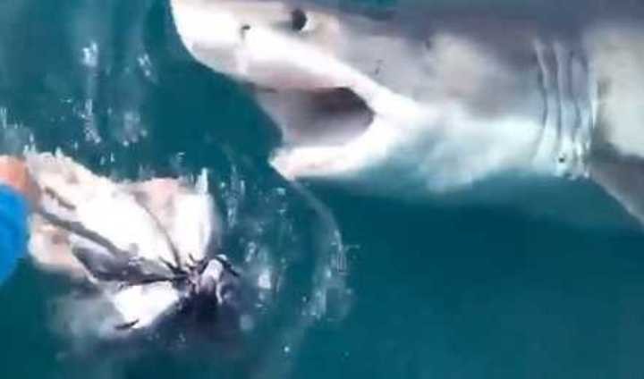 Video de terror: el enorme tiburón blanco que sorprendió a unos pescadores | Curiosidades