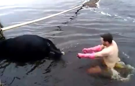 Video: Veterinario atendió a una vaca parturienta en el canal donde cayó | Curiosidades