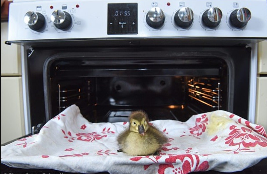 Halló un huevo en el suelo, lo puso en el horno y nació un pato | Curiosidades