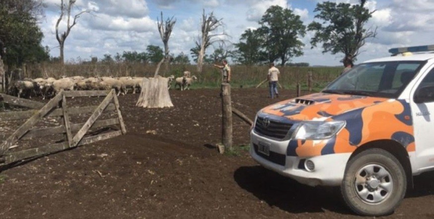 Detuvieron a un comisario en 25 de Mayo acusado de robar vacas | Actualidad