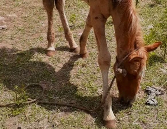 Dos policías salvaron a un caballo desnutrido que tiraba de un carro de cartoneros en Merlo | Actualidad