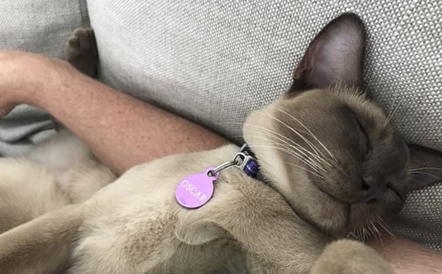 Accidente con suerte: un gato sobrevivió tras pasar 12 minutos dentro del lavarropas | Curiosidades