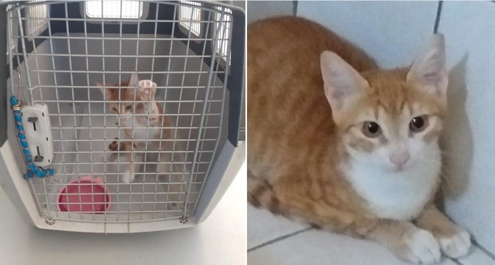 Ordenan cuarentena para el gato"migrante" que atravesó el Mediterráneo | Curiosidades