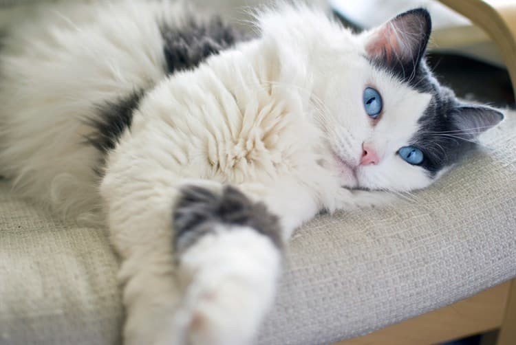 Murió una anciana tras ser lamida y rasguñada por su gata | Curiosidades