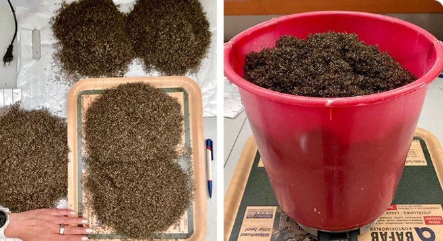 La sorpresa de una mujer al instalar máquinas "atrapa mosquitos" en su jardín | Curiosidades