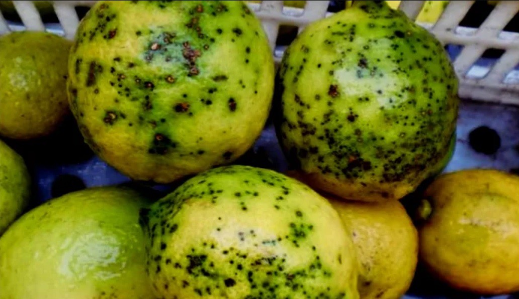 Suspenden exportación de limones a Europa por lotes con "Mancha Negra" | Economía