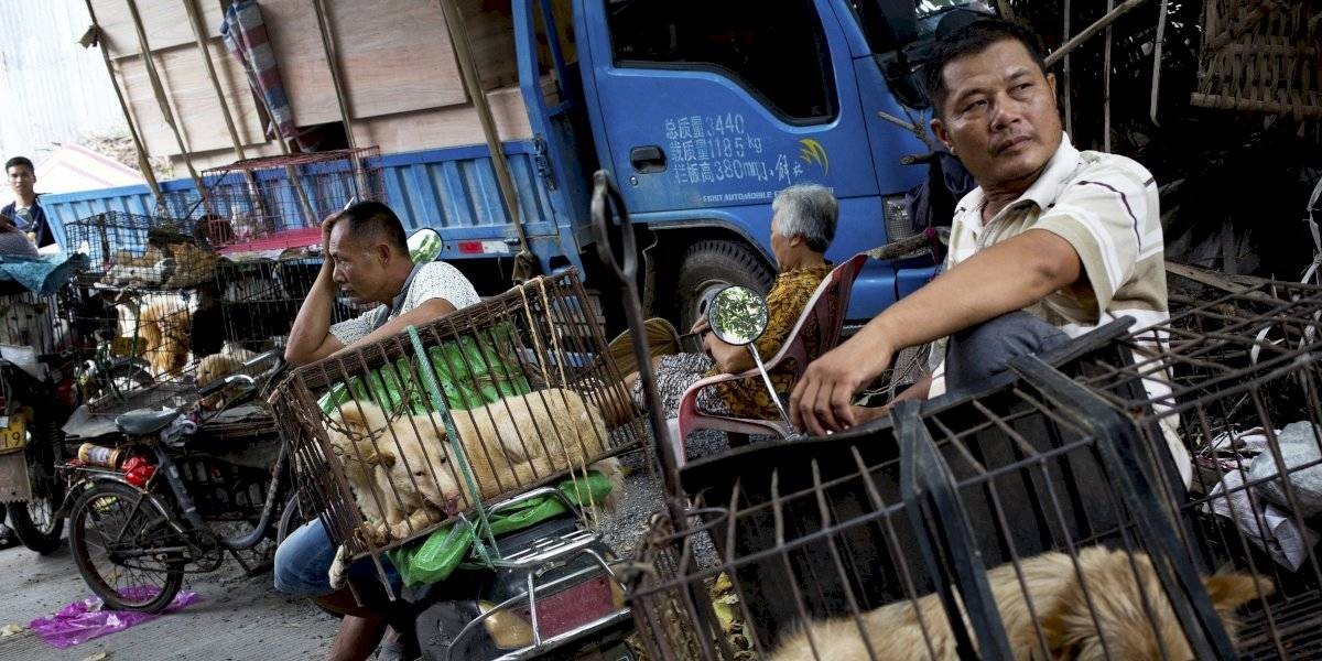 Corea del Norte compró perros de 15 kilos para evitar la escasez de alimentos | Internacionales