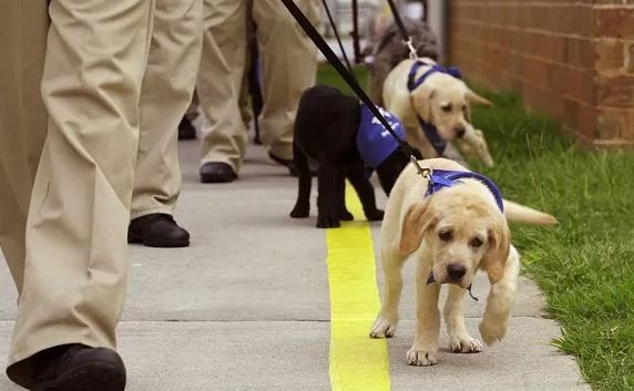 Violento robo a una escuela de perros guía en Ezpeleta | Actualidad