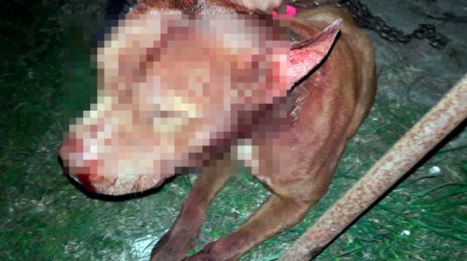 Fotos: Dolor por la perrita que se metió en la casa de los vecinos y le hicieron ésto | Actualidad