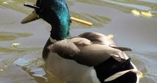 El pato que sobrevivió tres meses con una flecha clavada en la cabeza | Curiosidades