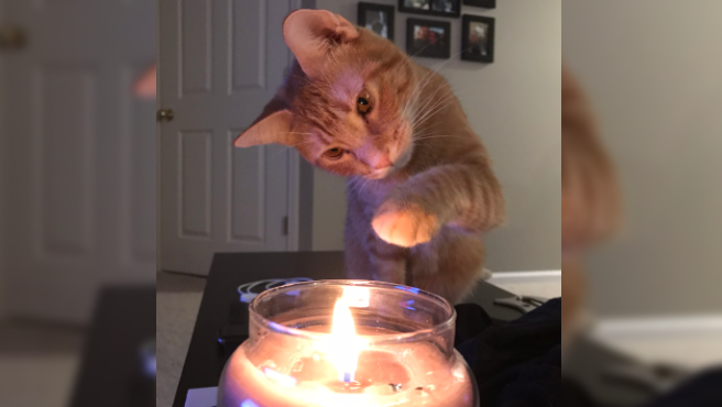 La historia del hombre que culpó al "gato malvado" por el embarazo no deseado de su mujer | Curiosidades