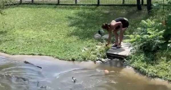 Video: se metió junto a su hijo en un estanque con 35 cocodrilos para recuperar su billetera | Curiosidades