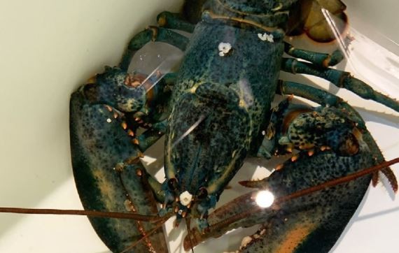 Aparece una extraña langosta azul en un restaurante de Estados Unidos | Curiosidades