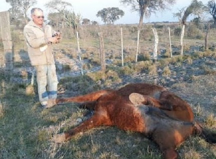Productor del norte santafesino encontró su caballo con mutilaciones extrañas | Curiosidades
