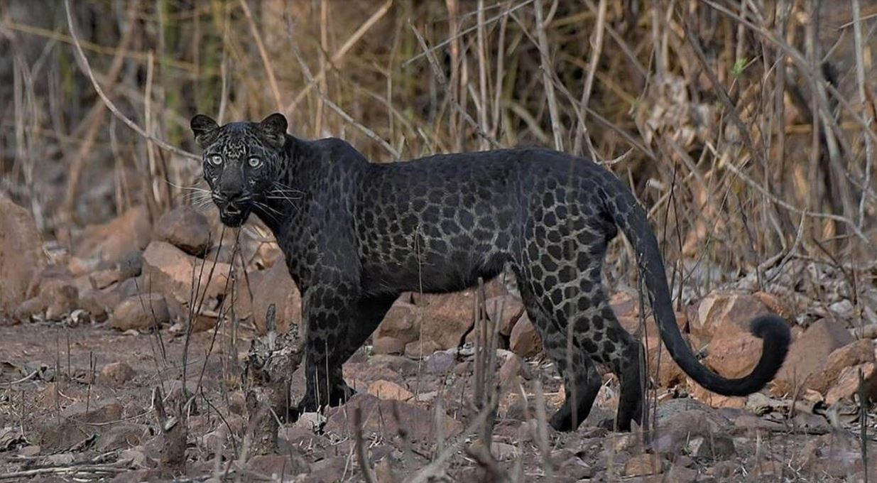 Captan una extraña especie de leopardo durante un safari familiar | Curiosidades