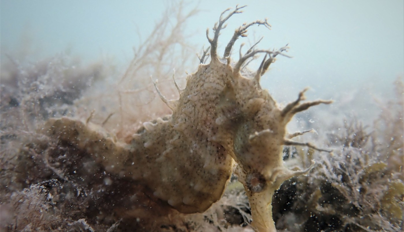Alerta por el caballito de mar patagónico que está en vías de extinción | Actualidad