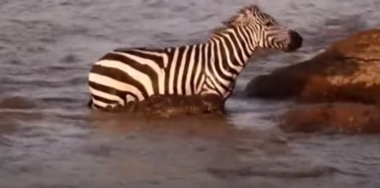 Video: dos cocodrilos atacaron a una cebra en el agua y logró escapar | Curiosidades