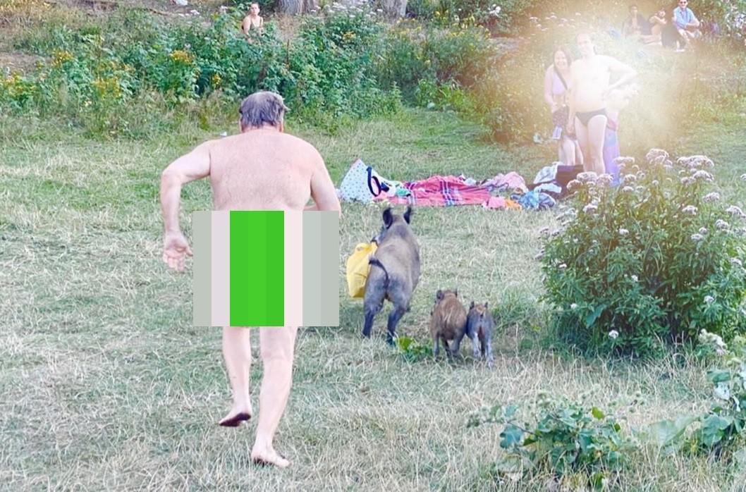 Tomaba sol desnudo y un jabalí le robó la notebook | Curiosidades