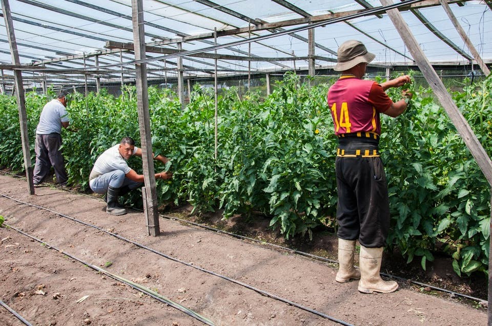 Capacitarán laboralmente a presos de cárceles bonaerenses para promover trabajo agropecuario | Actualidad