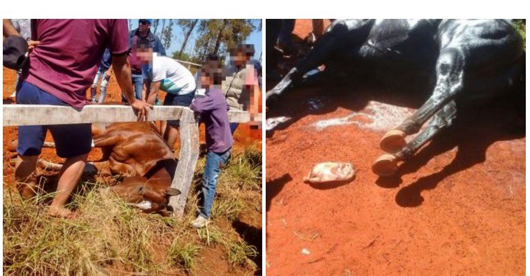 Murieron tres caballos en el hipódromo de Posadas y denuncian que les inyectaron estimulantes | Actualidad