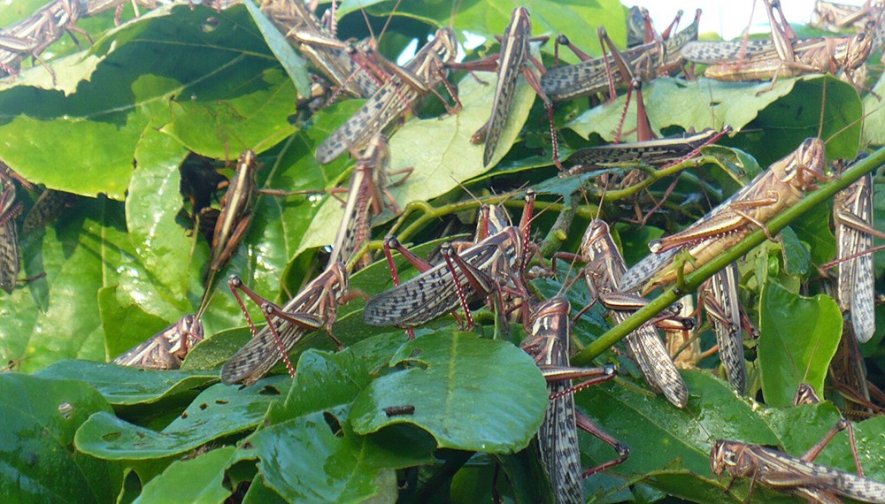 Mangas de langostas afectan a las provincias del norte argentino | Clima, naturaleza y medio ambiente