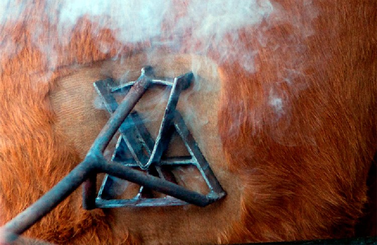 Para evitar las marcas a fuego, los caballos tendrán documento y chips de control | Actualidad