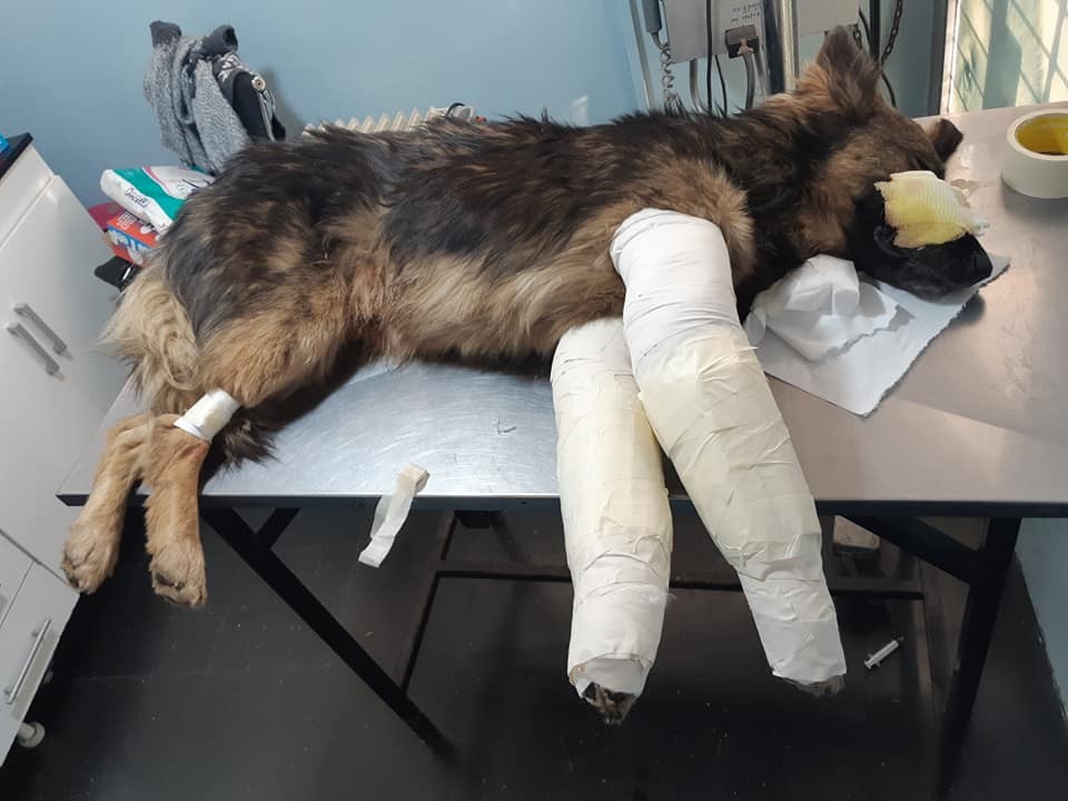 Atropelló, le quebró las patas y abandonó a un perro en Villa Elisa | Redes