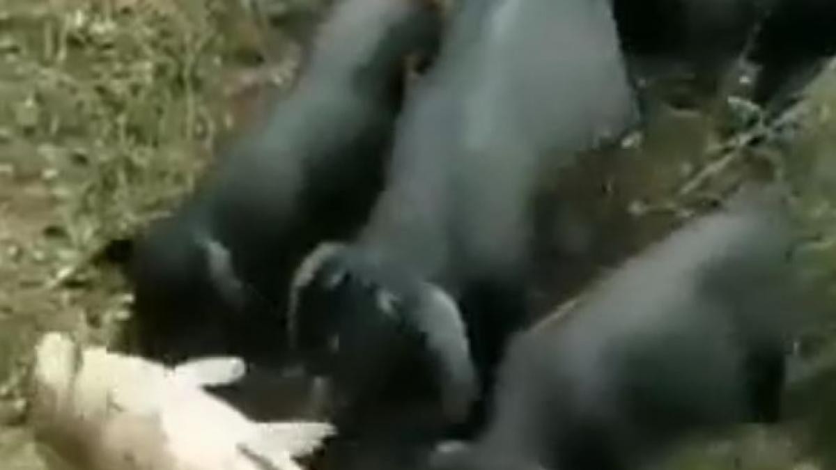 Video pura emoción: los cerdos que empujan a un pez al agua para salvarle la vida | Curiosidades