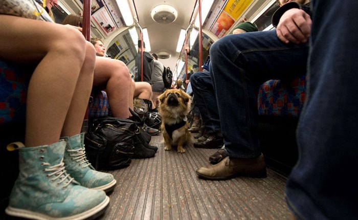 Presentaron en la Legislatura el proyecto que permite viajar con mascotas en el subte | Actualidad