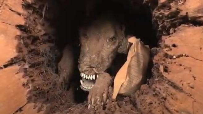 El misterio del perro que lleva 60 años momificado dentro del tronco de un árbol | Curiosidades