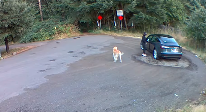 Video desgarrador: el momento en que una mujer abandona a un perro en el bosque | Curiosidades