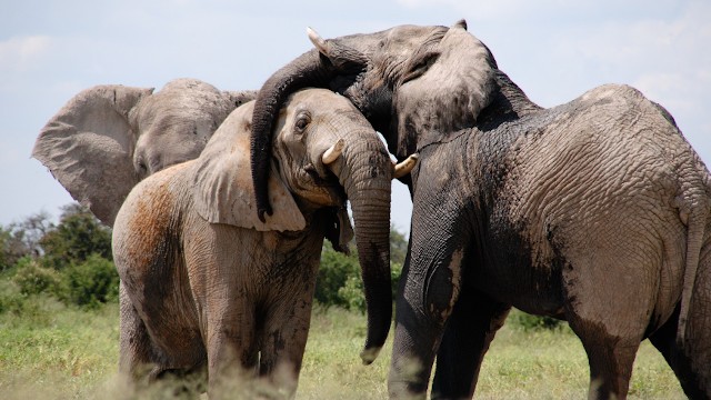 El zoo de Varsovia administrará a sus elefantes cannabis médico | Curiosidades