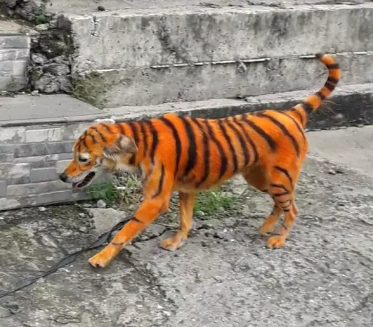Bronca en las redes sociales por el perro callejero que pintaron para que parezca un tigre | Curiosidades