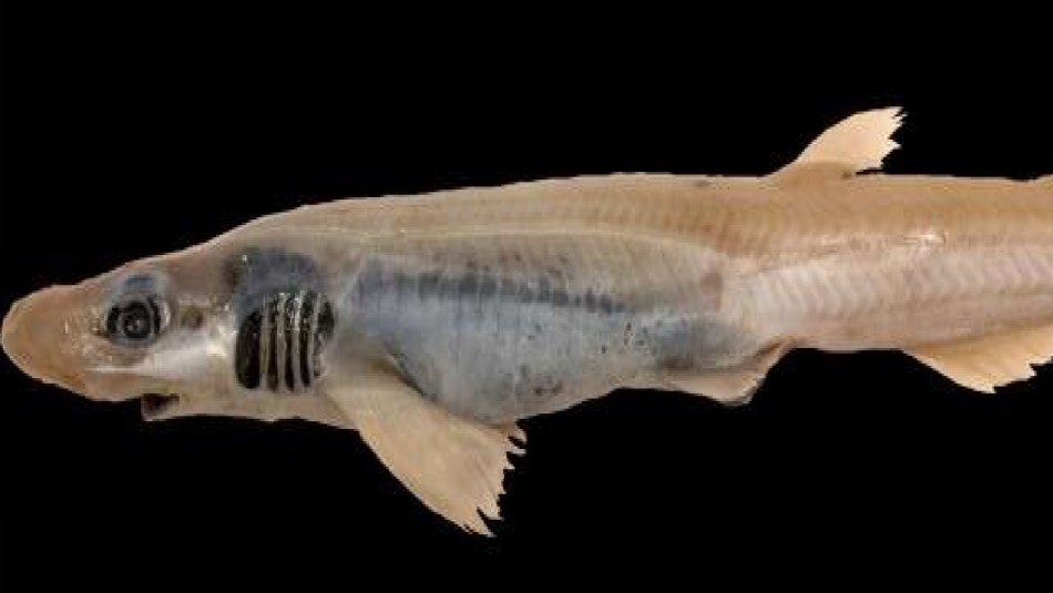 Hallaron un extraño tiburón sin piel nadando en el mar | Clima, naturaleza y medio ambiente