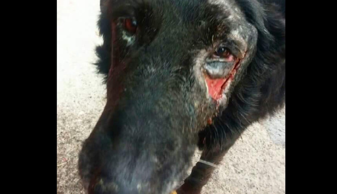 Denuncian maltrato y matanza de perros en zoonosis del municipio de Morón | Actualidad