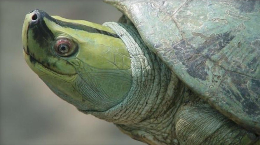 "Regreso" a la existencia: salvan de la desaparición a la tortuga de sonrisa permanente | Curiosidades