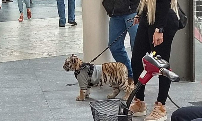 Indignación en las redes: sacó a pasear un tigre por un centro comercial | Redes