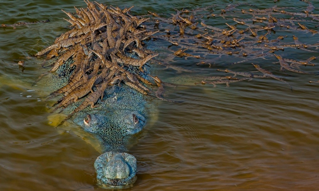 Captan la imagen de un cocodrilo en peligro de extinción con más de 100 crías encima | Internacionales