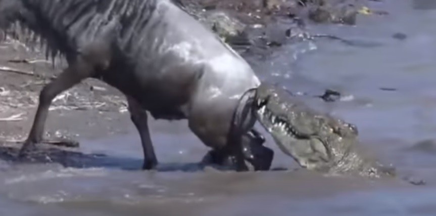 Video: escapó del cocodrilo que lo estaba atacando | Redes