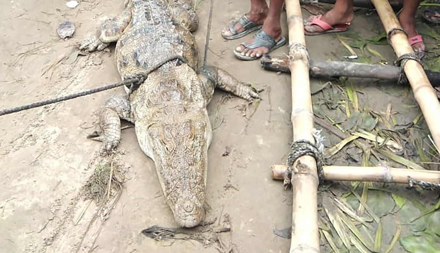 Se escapó un cocodrilo de una reserva, lo secuestraron y pidieron rescate | Curiosidades