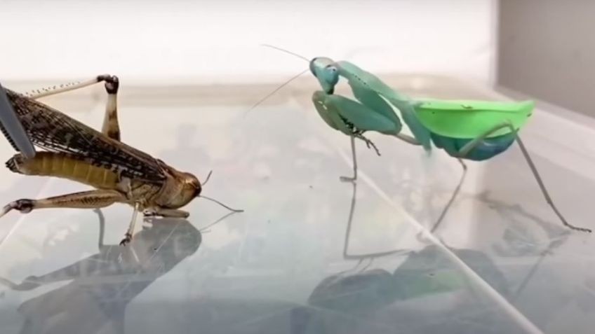 Timelapse: el video de una mantis religiosa que se devora entera a una langosta | Curiosidades