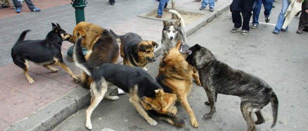 Niño de 4 años fue atacado por una jauría y le dieron 75 puntos de sutura | Actualidad