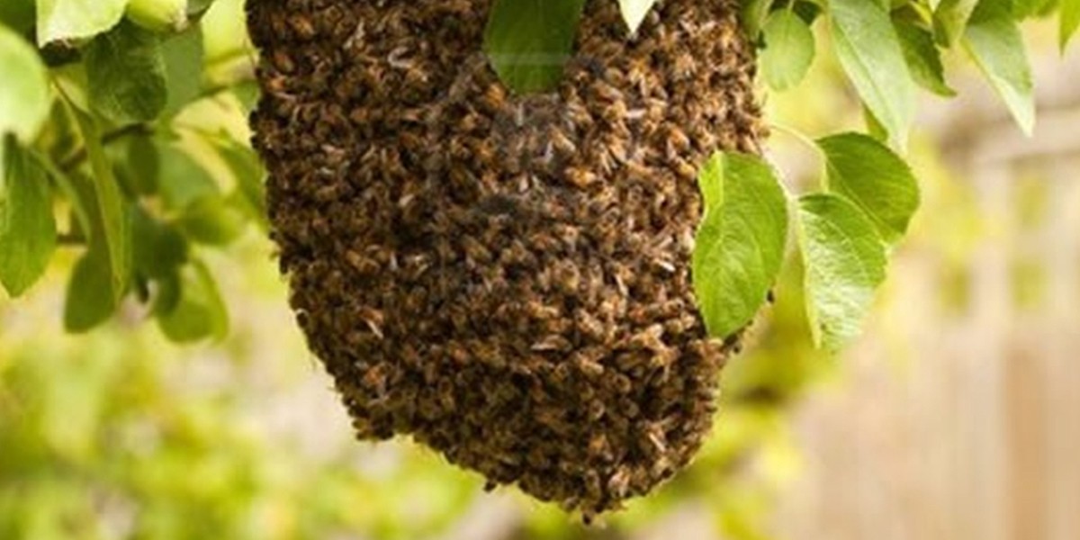 Tucumán: dos personas murieron atacadas por un enjambre de abejas | Actualidad