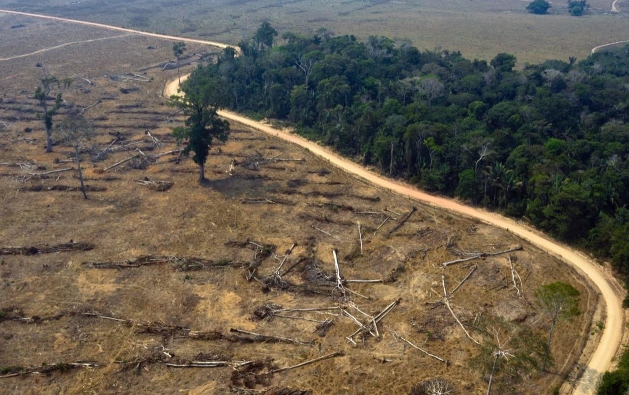 Brasil: lanzan una cerveza que cambia su precio en función de la deforestación amazónica | Curiosidades