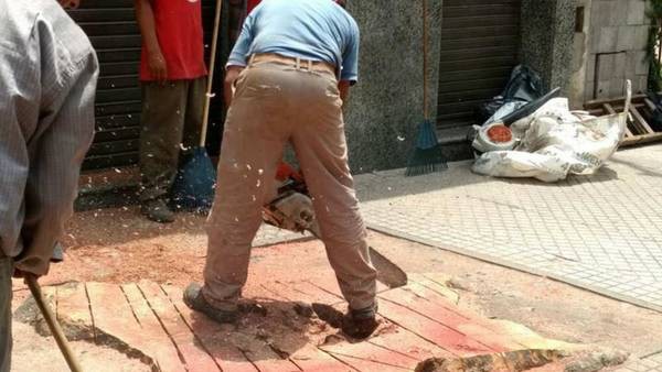 Taló un árbol centenario y ahora la municipalidad quiere que plante 800 | Actualidad