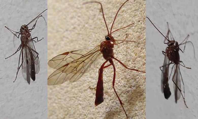 Una inquietante visita genera preocupación en Punta Alta por una posible plaga | Actualidad