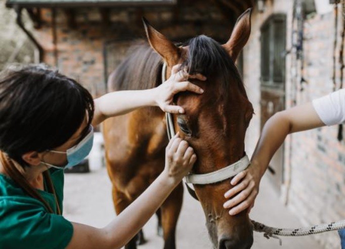 Encefalitis Equina del Este: alarma por caso sospechoso de infección humana en Estados Unidos | Internacionales