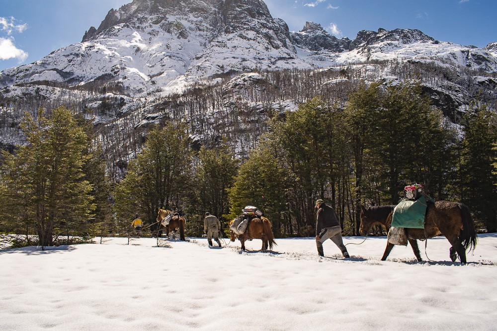 Un grupo de voluntarios plantó 6000 árboles nativos en bosques quemados de Chubut | Clima, naturaleza y medio ambiente