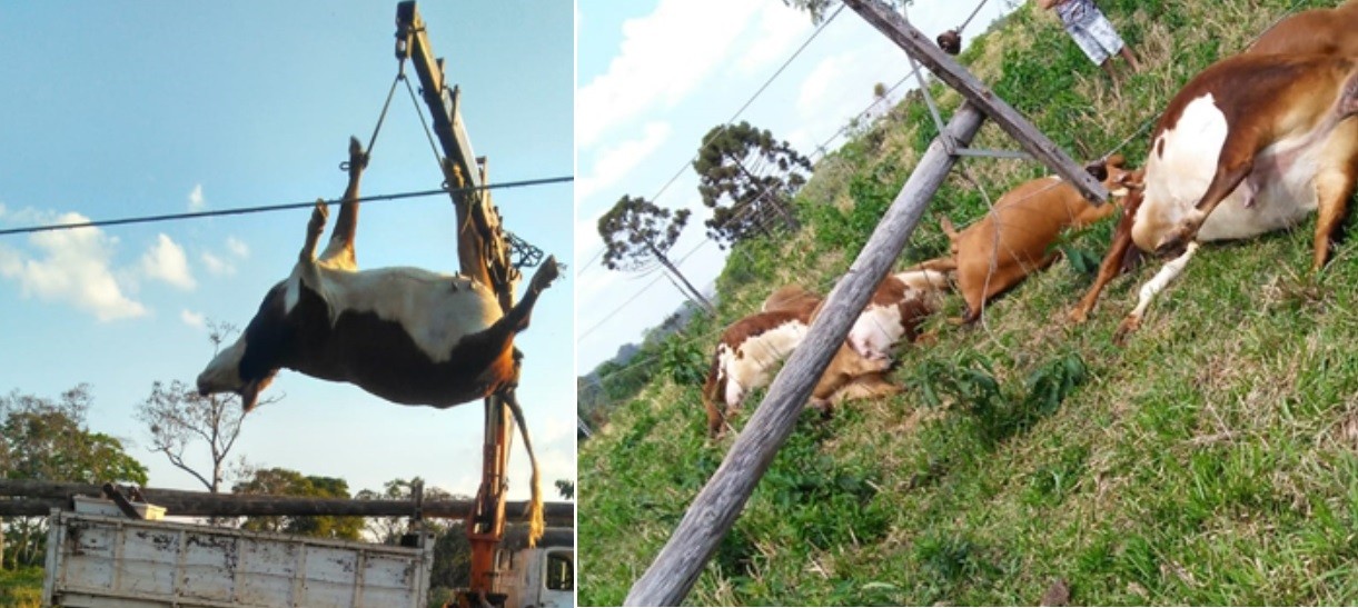 Vacas murieron electrocutadas al caer una línea de alta tensión en un campo | Actualidad
