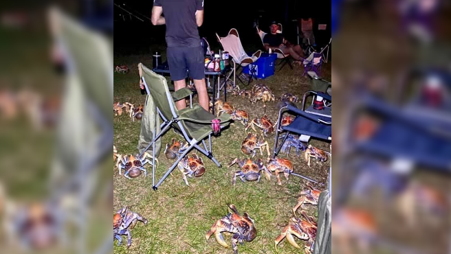 Fotos de terror: hacían un asado en un camping y fueron invadidos por cangrejos carnívoros | Redes